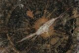 Triassic Petrified Wood (Araucaria) End Cut - Utah #166449-1